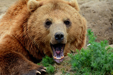 Braunbär_1 (13).jpg